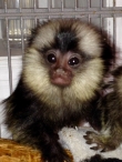 Marmoset Monkeys Ready